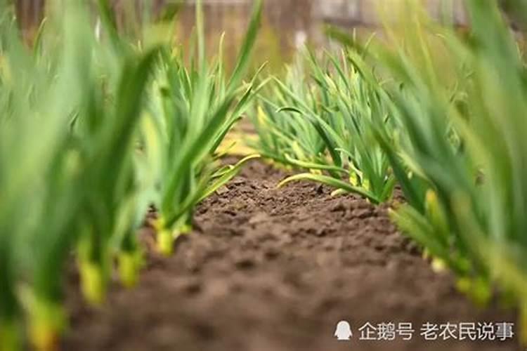 091沃柑苗今日价沃柑091苗种植技术有哪些？