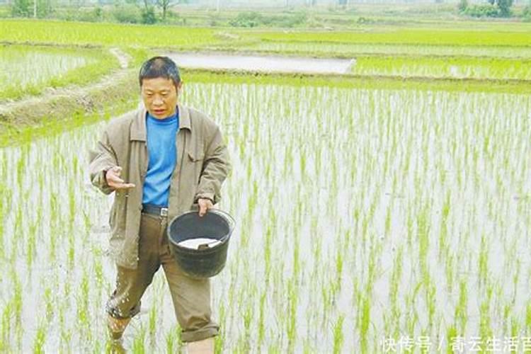 什么是硝态氮复合肥