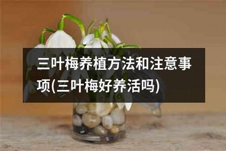 尿素施入几天被果树吸收？