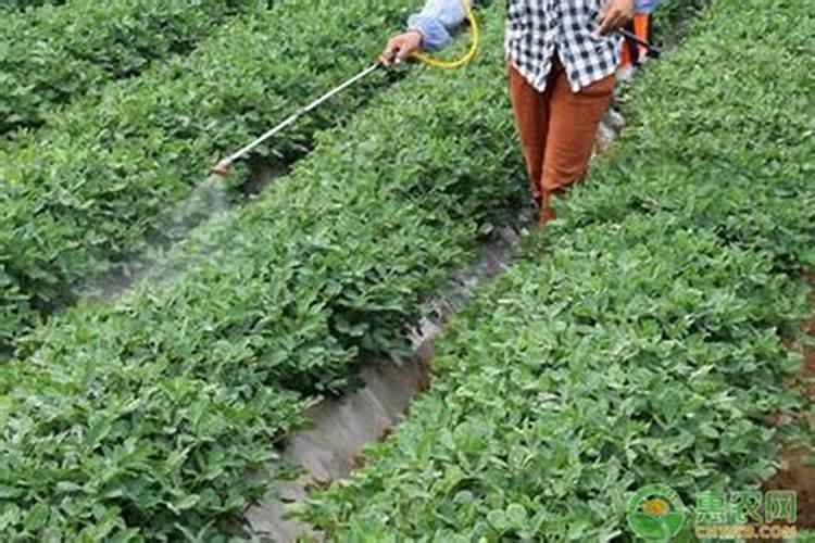 液肥、基肥、根肥有什么不同？如何使用？