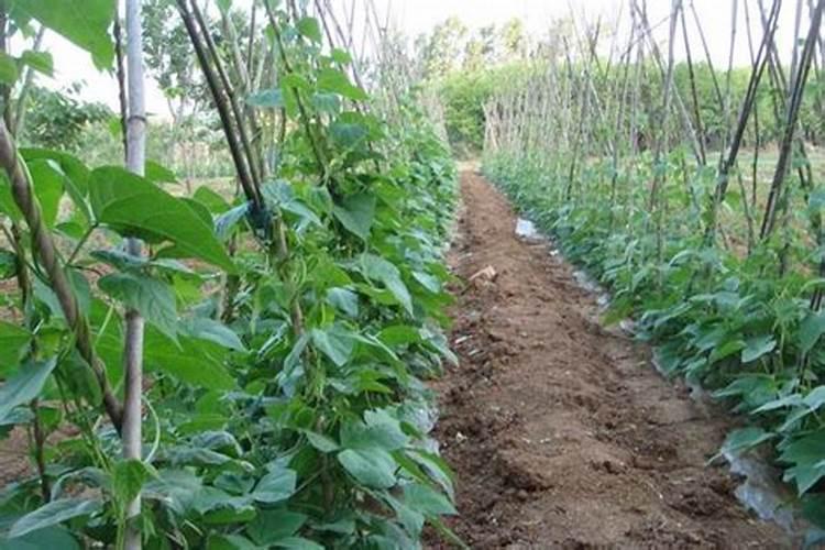 芸豆结荚期施什么肥