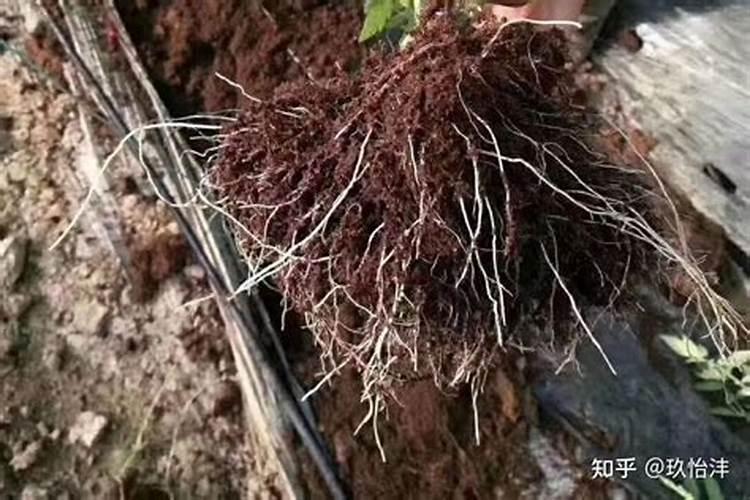 磷酸二氢钾在叶面喷施效果好,它适用哪些作物？