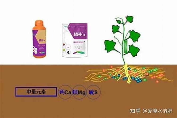 葡萄什么时候套袋最合适,葡萄套袋技术与注意事项？