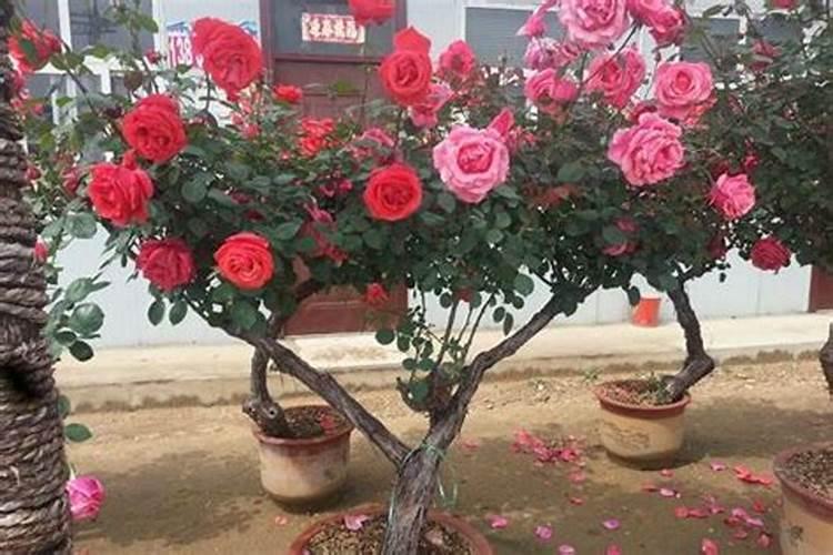 金桔的种植多久结果金桔种植多长时间能结出果实？