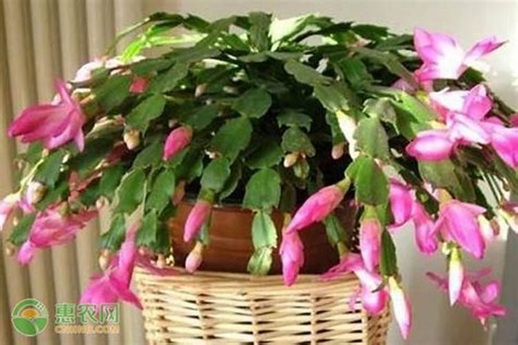 兰花有花苞后,如何控水？