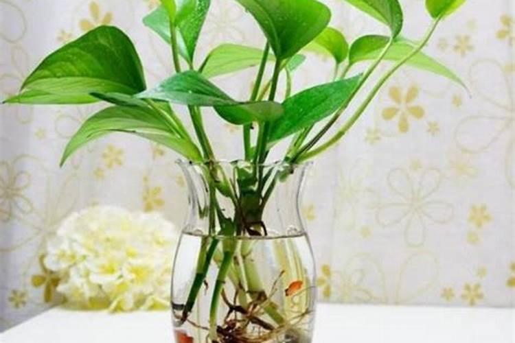 水培绿萝用什么肥料