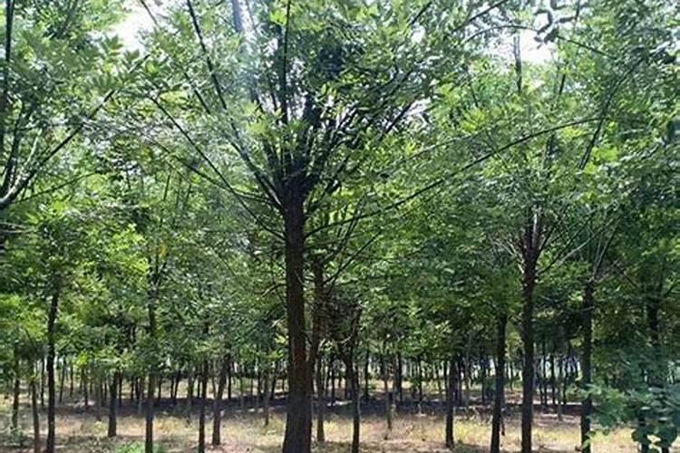 红菜苔需要打叶吗