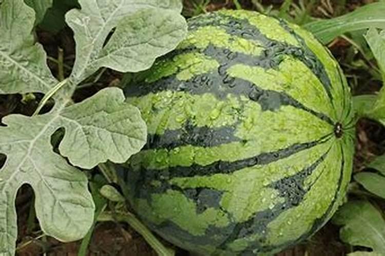 红菜苔需要打叶吗 什么时候吃最好