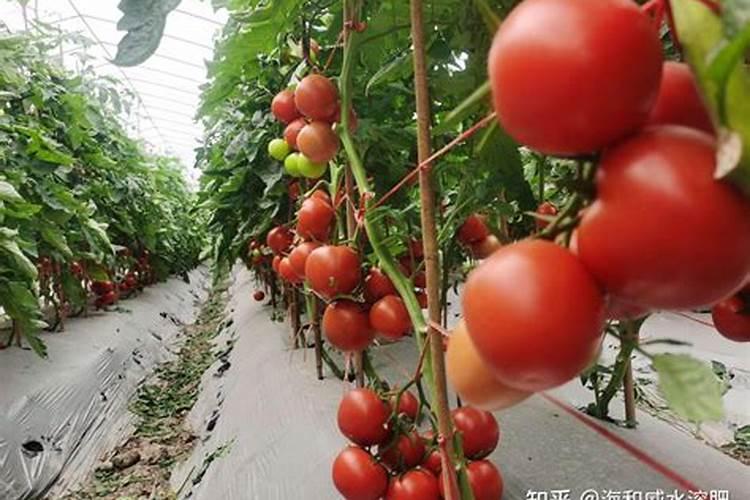 红菜苔需要打叶吗