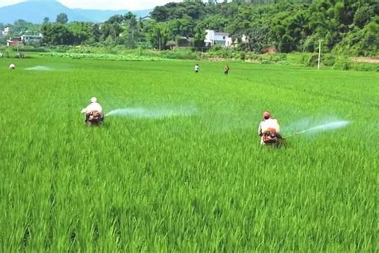 水稻叶面喷肥时间 水稻怎么施肥
