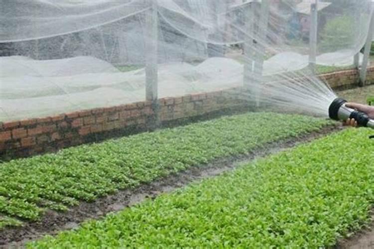 草莓缺钙冲施什么肥料