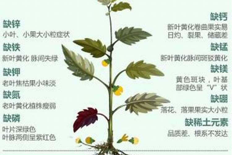 根茎类追使什么肥料好