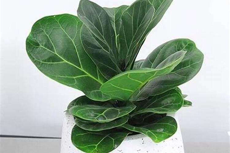 种芋头施肥的正确方法