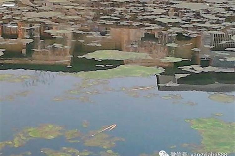 两年沃柑树用什么复合肥好