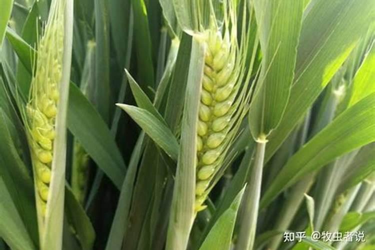 炒熟的鸡蛋壳是什么肥炒熟的鸡蛋壳含磷钾肥吗还是？