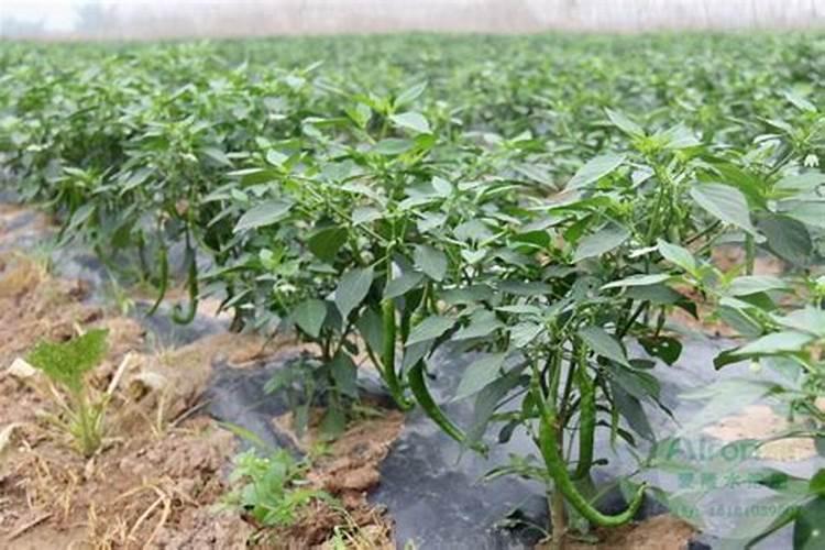 茉莉花最忌讳三种肥料