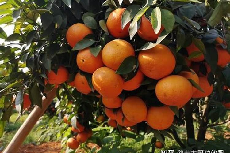 沃柑全年施肥时间表