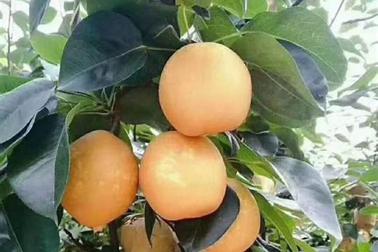 氯化钾肥料能用在什么植物上