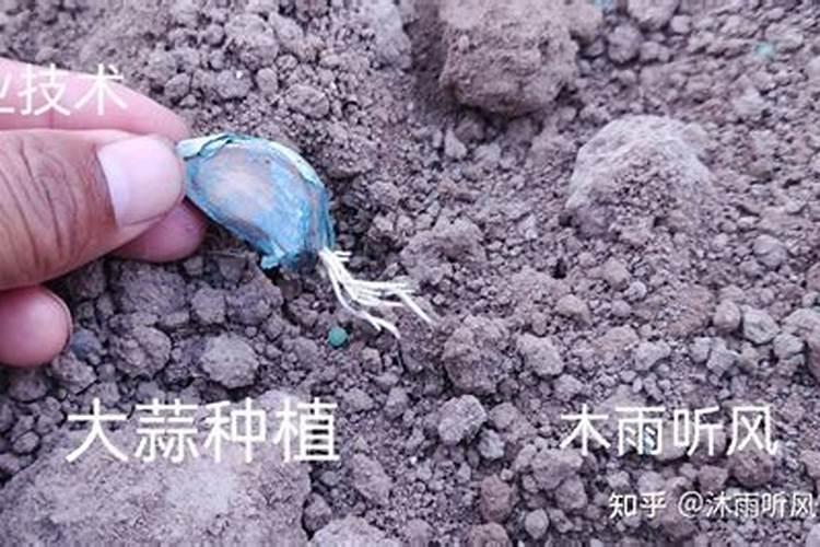 芸苔素的基本信息