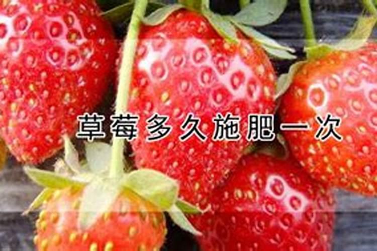在种植过程中 草莓需要补钙么 草莓缺钙怎么办用什么补钙最好
