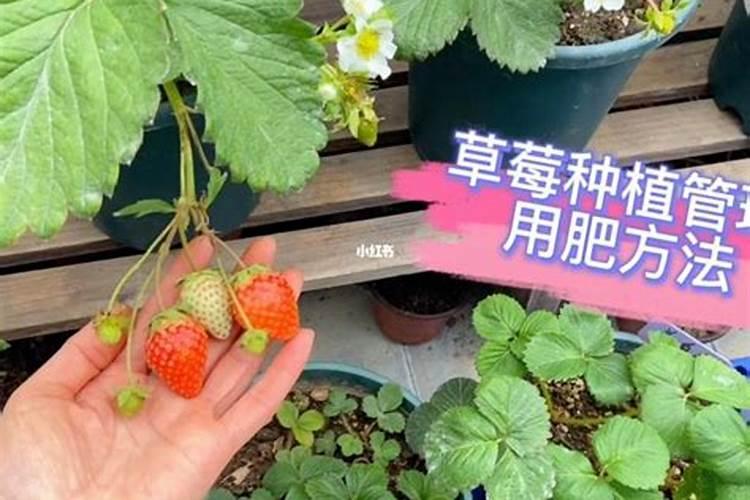 草莓各个时期的施肥方案