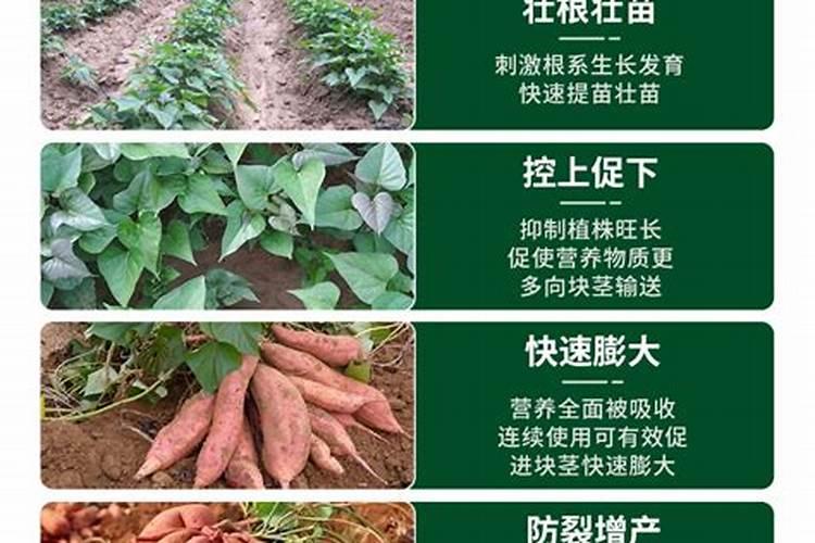 钙肥和大量元素混合冲施可以吗