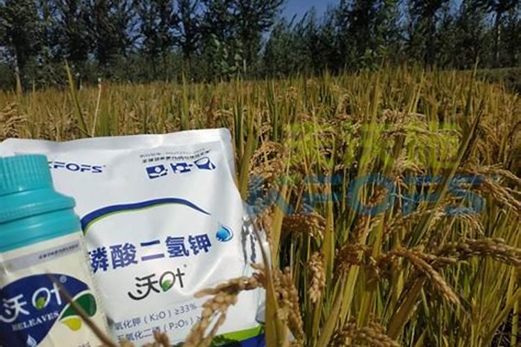 玉米秸秆还田利用什么原理？