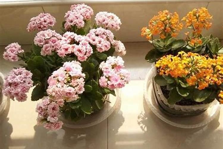 可以用什么代替肥料