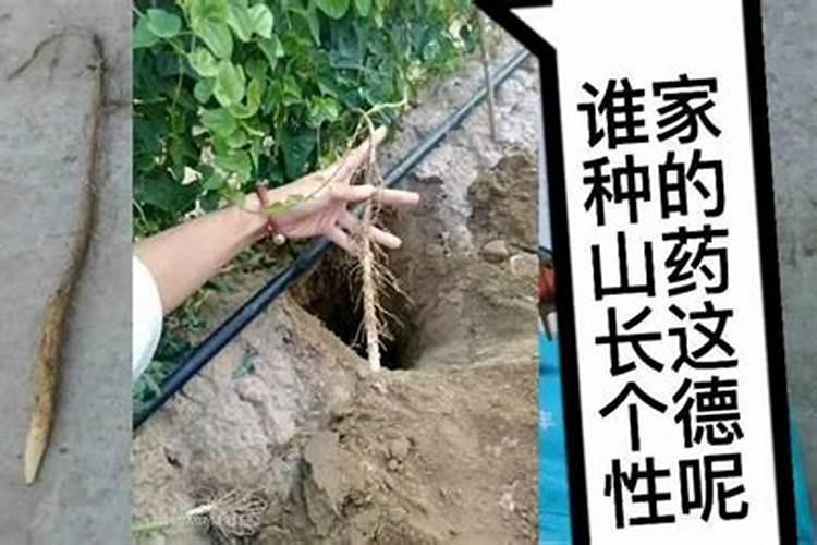 种盆栽用什么可以代替化肥