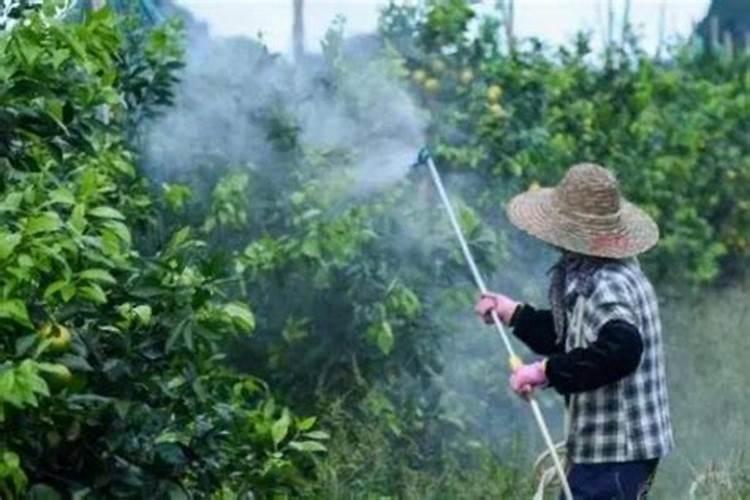 芸苔素对小麦起什么作用
