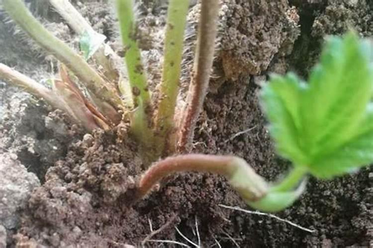 多肉植物一般用什么肥
