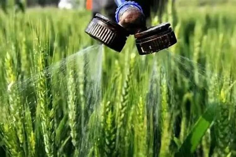 盆栽多肉植物施什么肥 该如何施肥