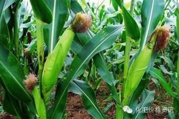 多肉用什么肥料最好