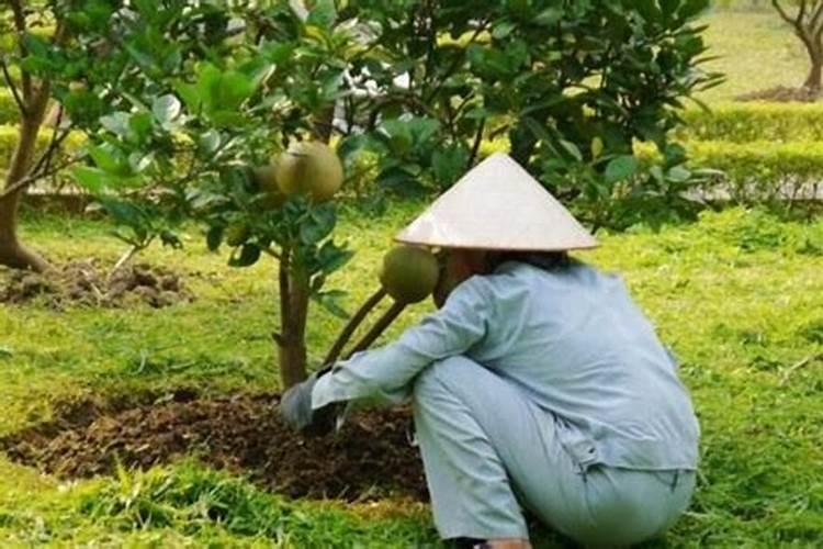 莪术用什么肥料高产,莪术的种植方法