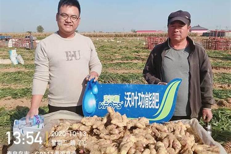 莪术花如何养育