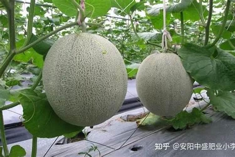 植物营养最大效率期农业应用