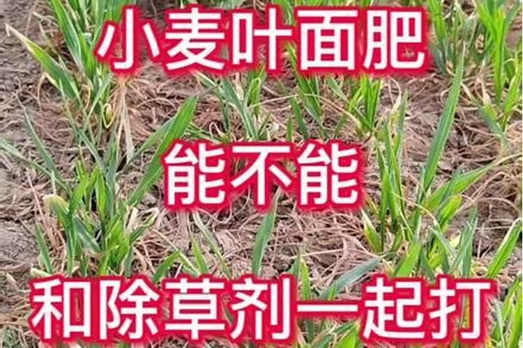 新手园林种植什么花好养花新手就养这10种花