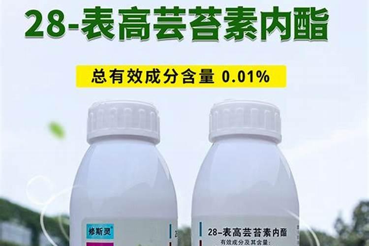 大蒜需要用几次膨大素