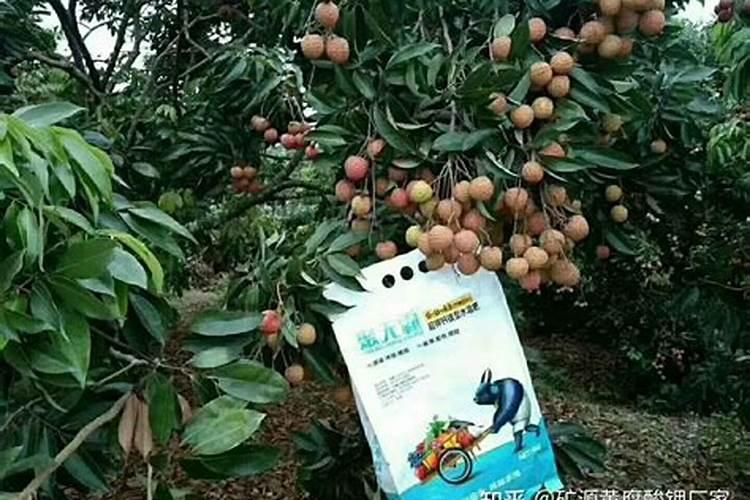 种芒果施什么肥