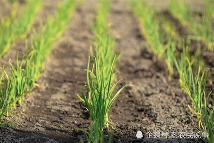 大蒜追肥用什么肥最好