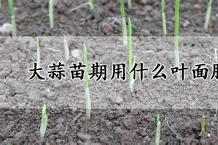 芸苔素能拌麦种吗 芸苔素可不可以拌麦种