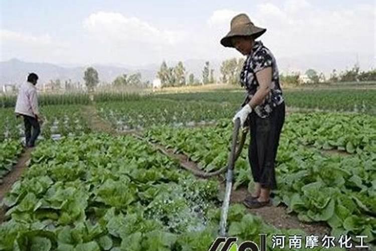 芸苔素拌麦种的用量
