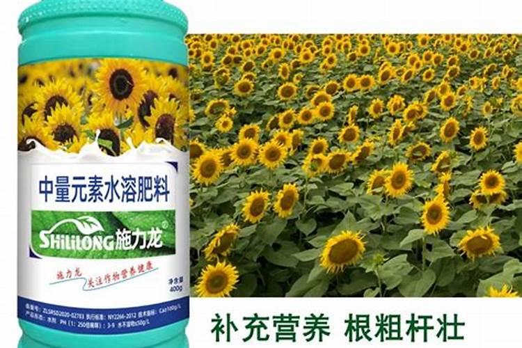 蓝莓用什么肥料最好