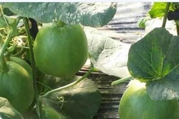羊角蜜甜瓜能不能喷施叶面肥？