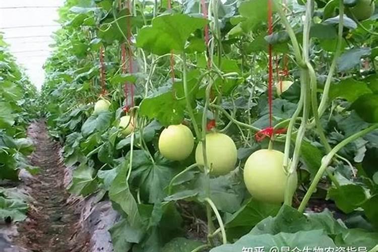 甜瓜苗期可以喷叶面肥吗？