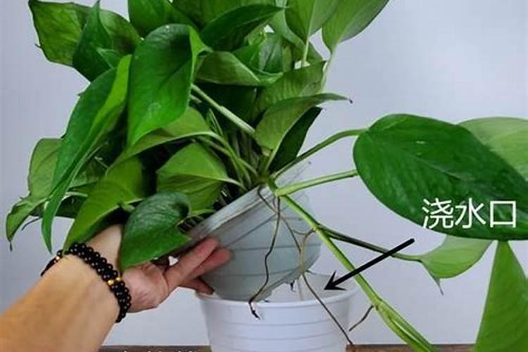 玫瑰花移栽后多久施肥 玫瑰花移栽后的适时施肥