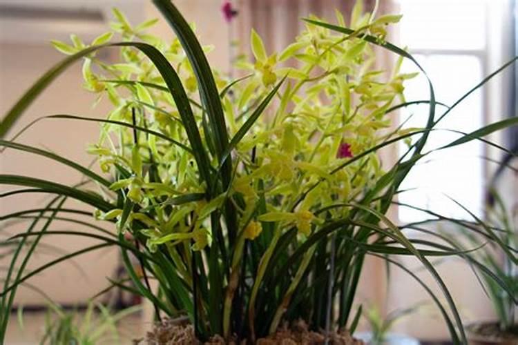 兰花什么时候施肥最好,兰花施肥用什么肥最好(氮磷钾肥)