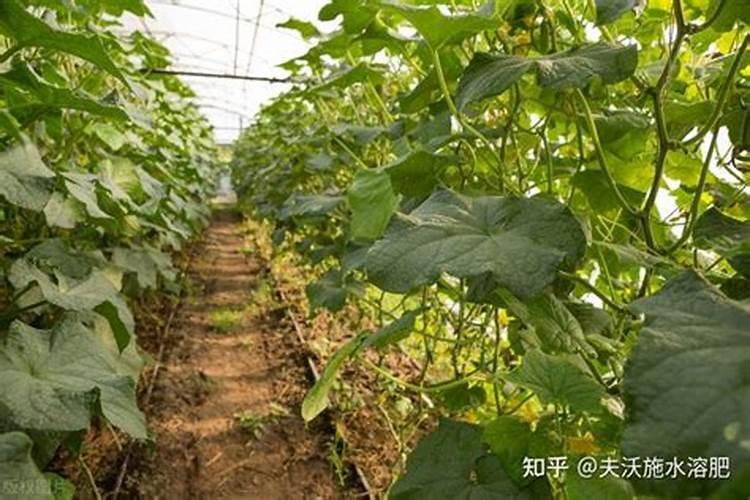硼对百香果的作用