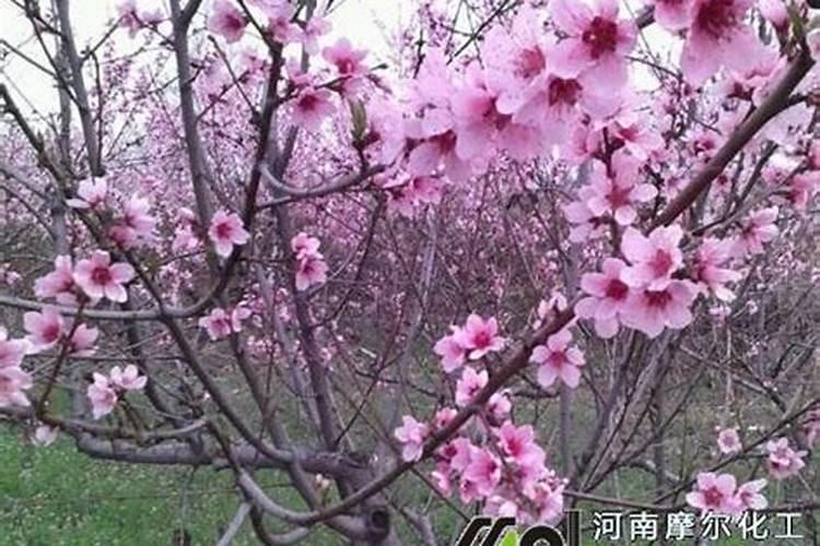 板栗园如何施用硼肥？