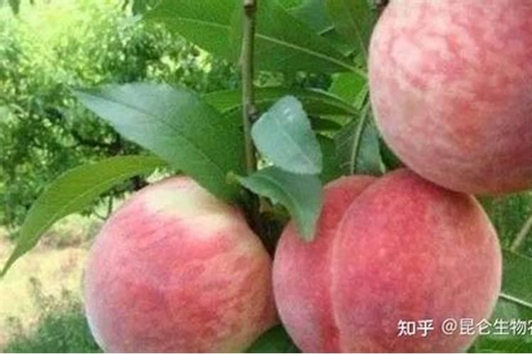怎么施肥,才能使桃子膨大、增甜效果好？
